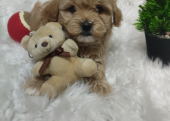 Kore maltipoo bebekler